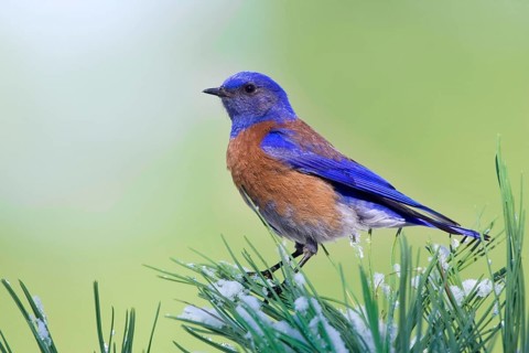 Western Bluebird