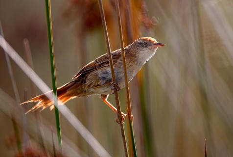 Bay-capped Wren-spinetail