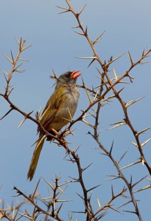 Great Pampa-finch