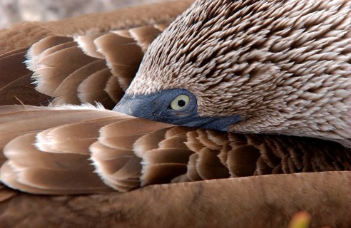 Blue-footed booby