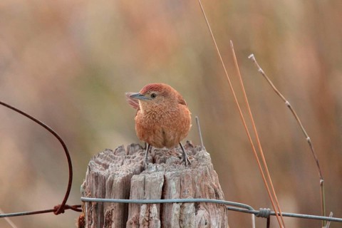 Freckle-breasted Thornbird