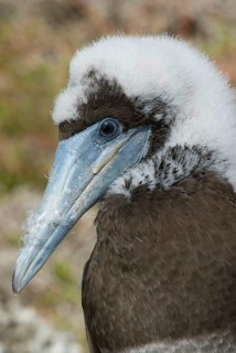 Brown booby