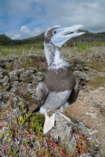 Brown booby