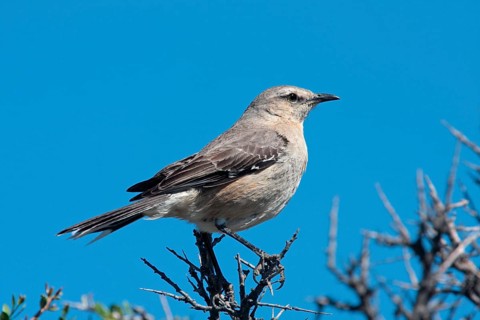 Patagonian mockingbird