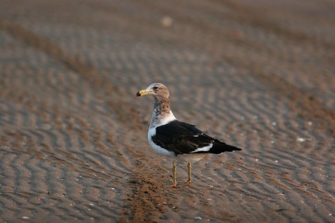 Olrog's olrog's gull