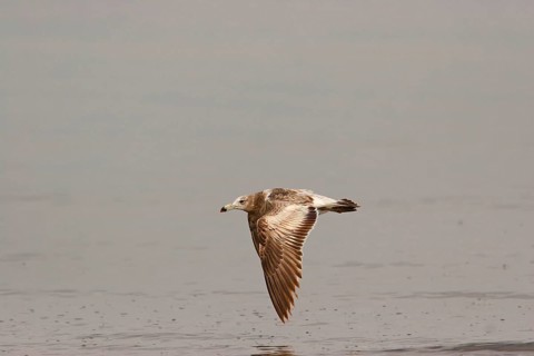 Olrog's olrog's gull