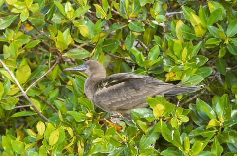 Red-footed booby