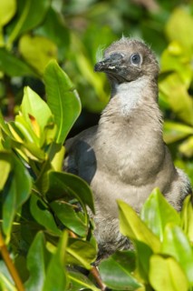 Red-footed booby