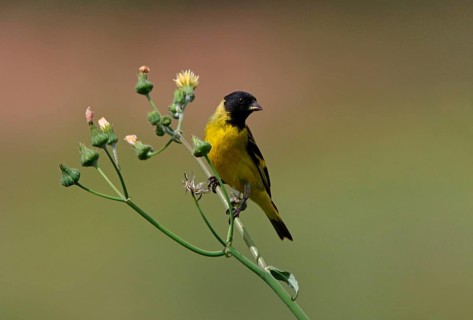 Hooded Siskin