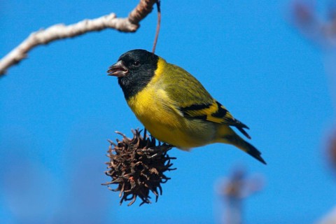 Black-capped Siskin