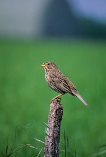 Corn Bunting