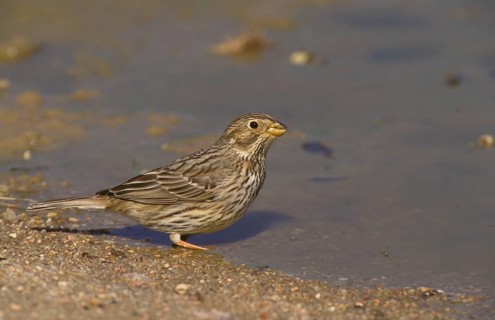 Corn bunting