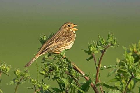 Corn Bunting