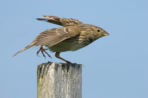 Corn Bunting