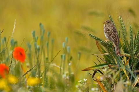 Adult corn bunting