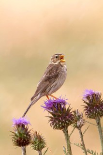 Corn bunting