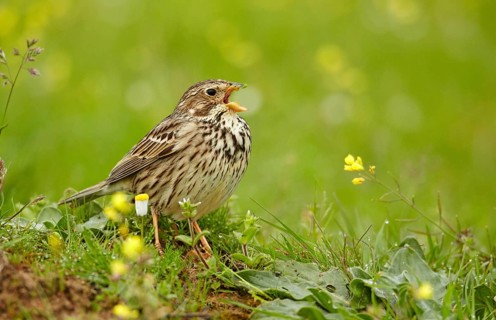 Corn Bunting