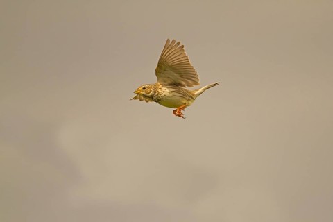 Corn Bunting
