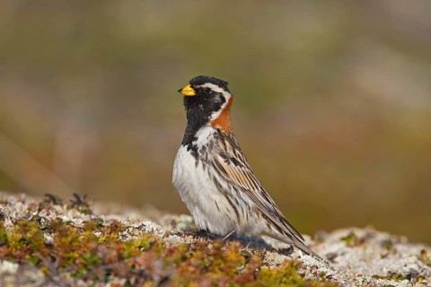 Lapland longspur