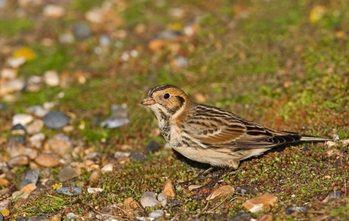 Lapland Bunting