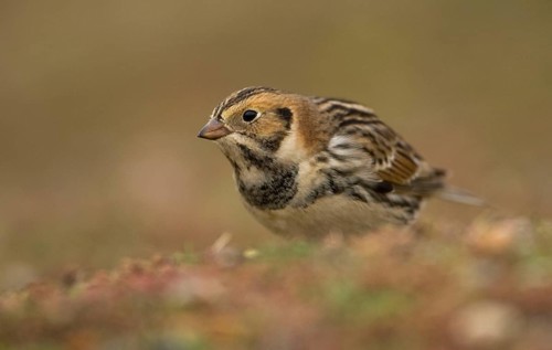 Lapland Bunting