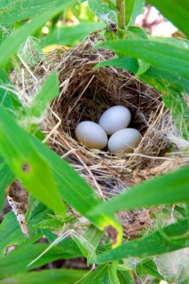 Indigo Bunting