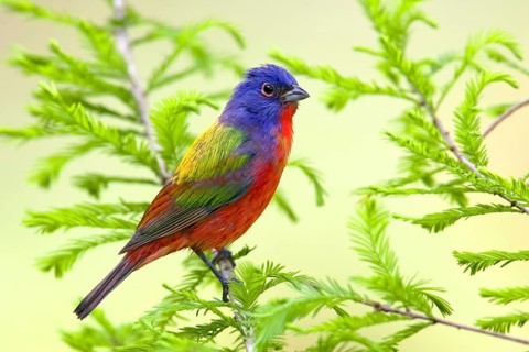 Painted Bunting