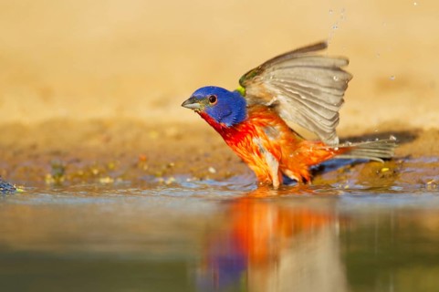Painted Bunting