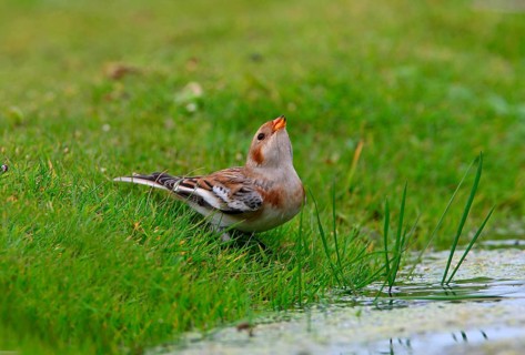 Snow Bunting