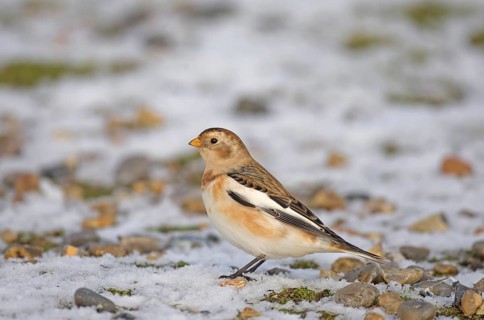Snow bunting