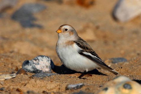 Snow Bunting