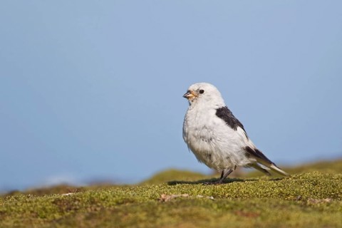 Snow Bunting