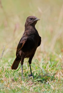 Northern Anteater Chat
