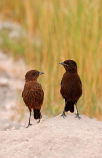 Southern anteater chat