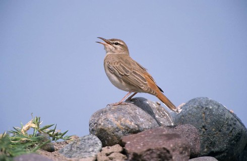 Rufous-tailed Scrub-robin