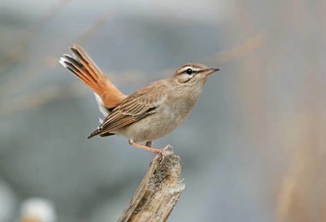 Rufous-tailed Scrub-robin