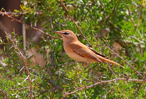 Rufous-tailed Scrub-robin
