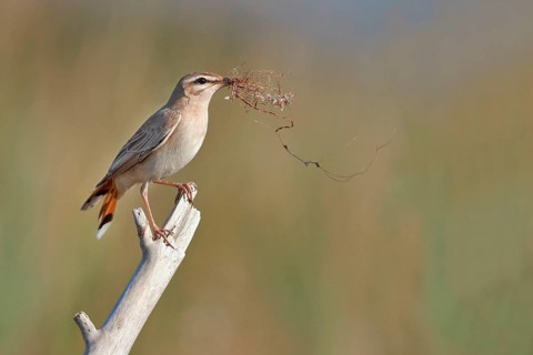 Rufous-tailed Scrub-robin