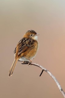 Golden-headed Cisticola