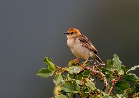 Levaillant's Cisticola