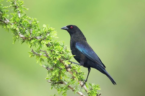 Bronzed Cowbird