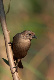 Silky Cowbird
