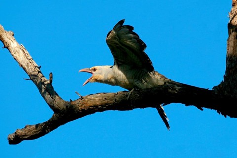 Channel-billed cuckoo