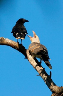 Channel-billed cuckoo