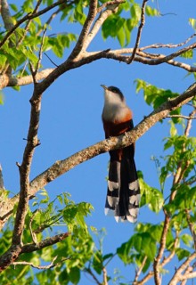 Adult cuckoo