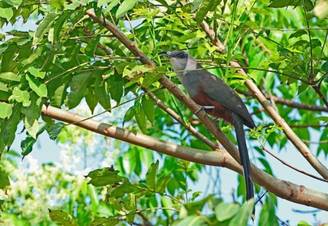 Hyetornis pluvialis
