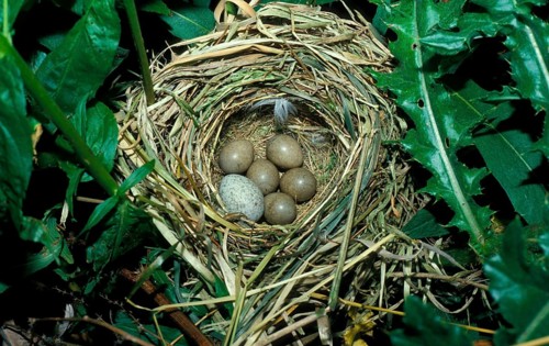 Aquatic Warbler