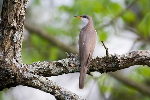 Yellow-billed Cuckoo