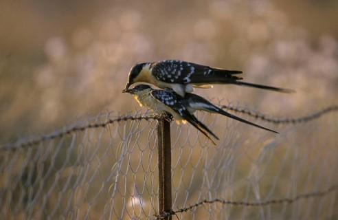 Great Spotted Cuckoo