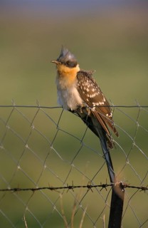 Great Spotted Cuckoo